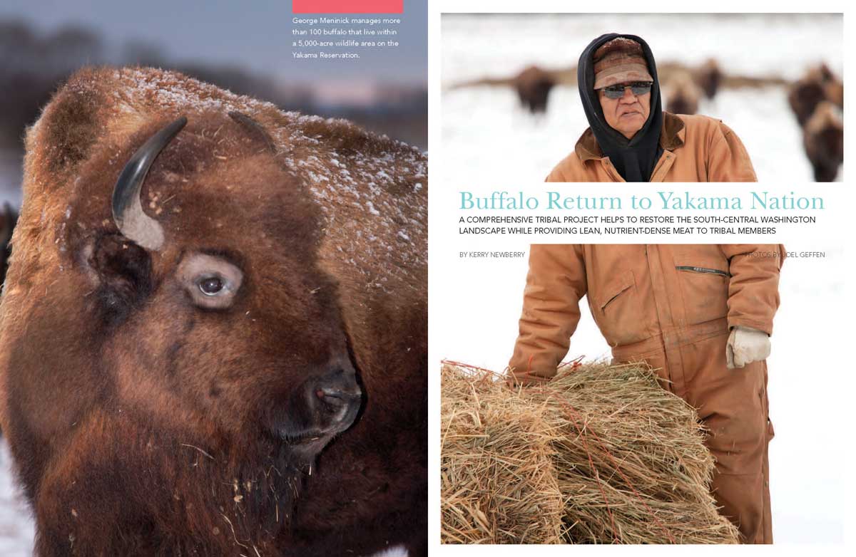 Buffalo Return to Yakama Nation