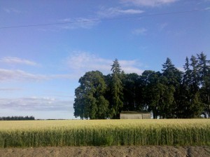 Travel (17)