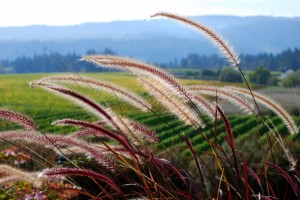 Travel (6)