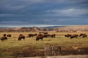 Travel Buffalo